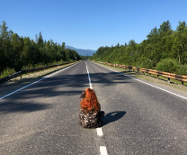 Ich reise