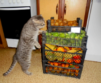 ����� ��� �����