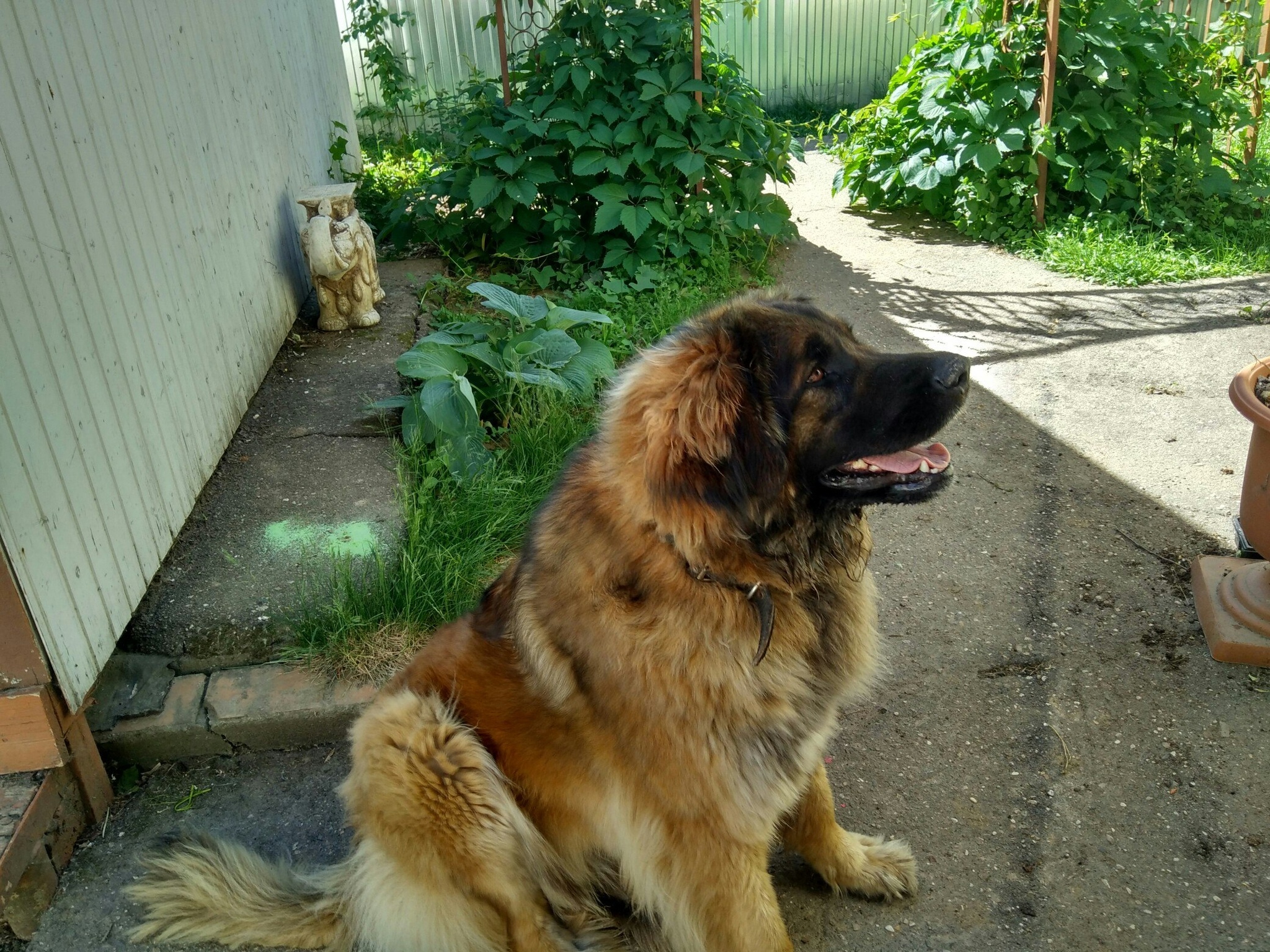 Leonberger Uma Zimoj I Vesnoj Pikabu