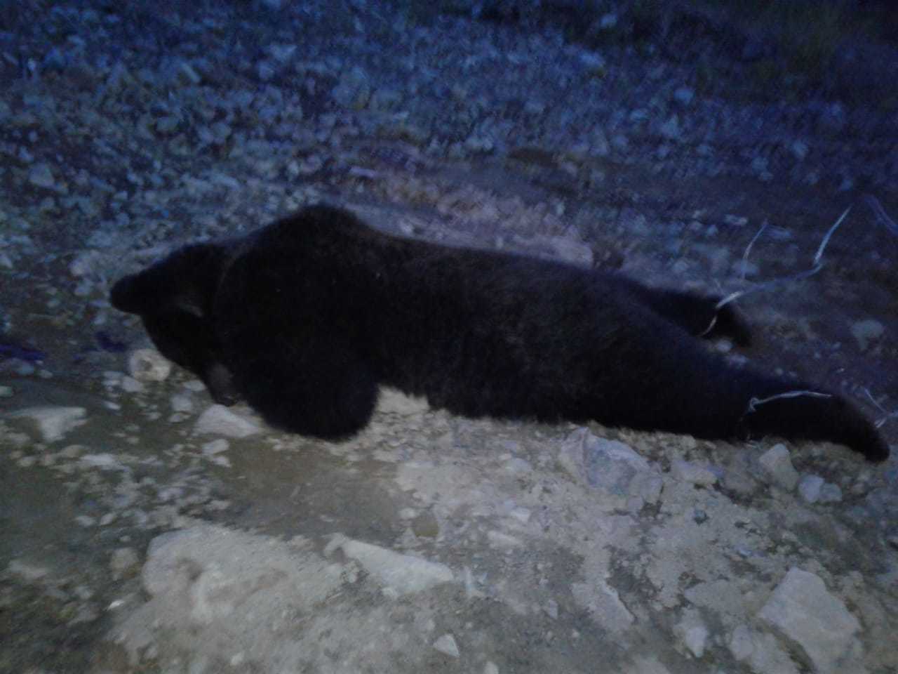 убил медведя картинки