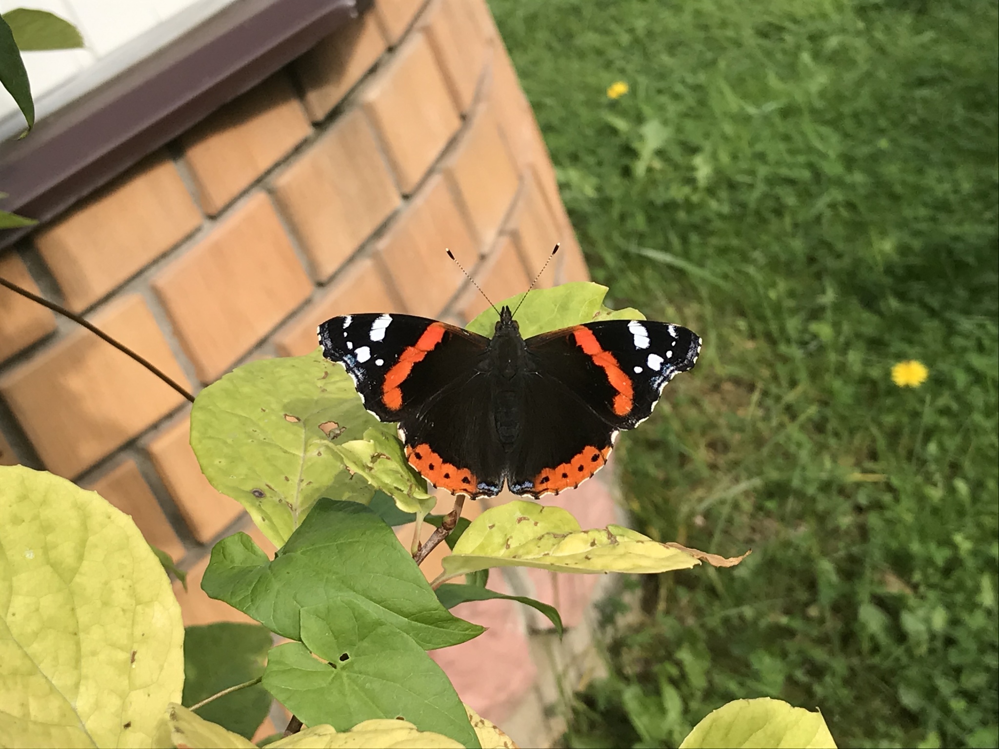 Бабочки на даче