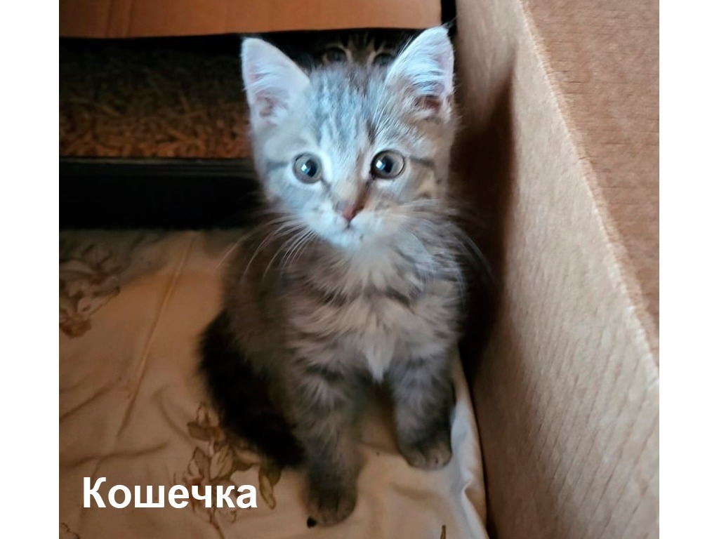 шотландский котенок орск. авито кошки. маленькие котята в добрые руки. таганрог ростовской области котята в хорошие руки. котята в добрые руки новоаннинский\.